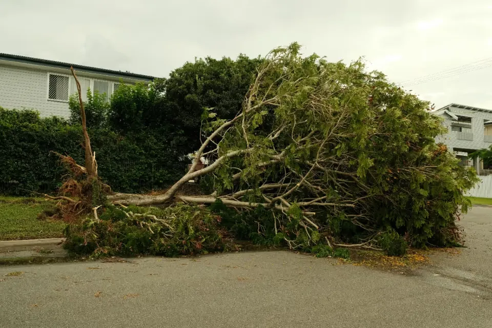 When trees become lawsuits between neighbours